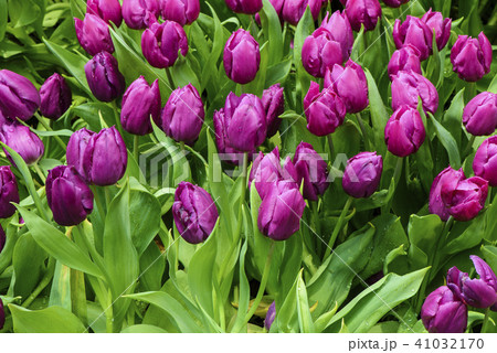Beautiful purple tulip at garden 41032170