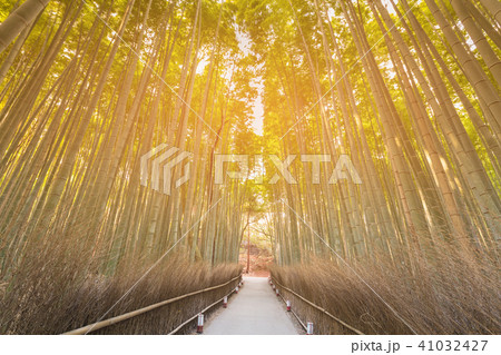 Arashiyama bamboo forest with walkway Arashiyama bamboo forest with walkway 41032427
