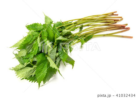 山形県の山菜、赤みず 41032434