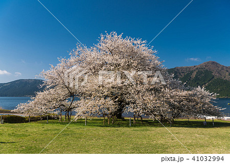 湖畔の一本桜の写真素材