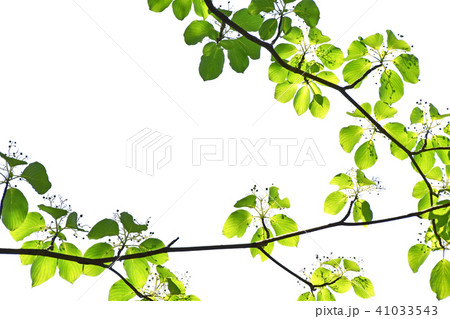 ミズキ（水木）　新緑 41033543