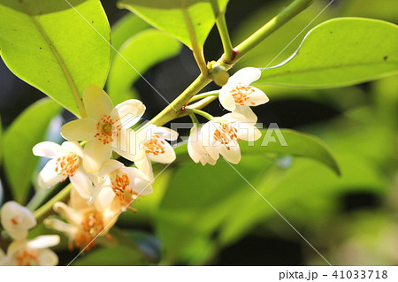 サカキの白い花 神事 お供えの写真素材
