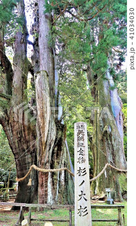 杉の大杉２ 41034030