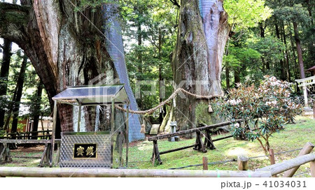 杉の大杉３ 41034031