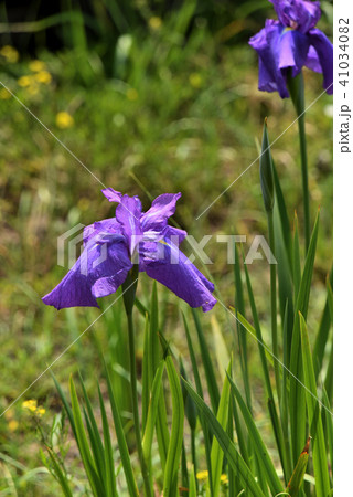 ハナショウブ(蓬莱山) ハナショウブ(蓬莱山) 41034082