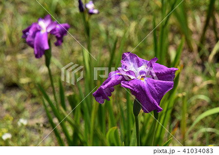 ハナショウブ(紅千鳥) ハナショウブ(紅千鳥) 41034083