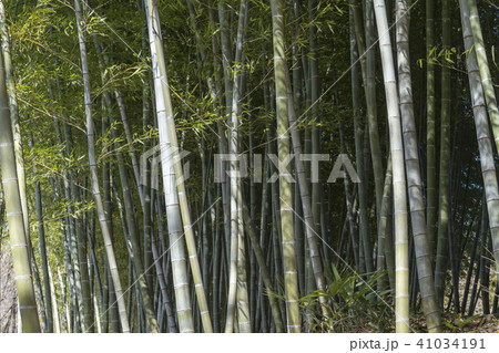 竹林 竹林 41034191