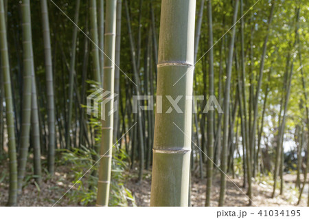 竹林 41034195