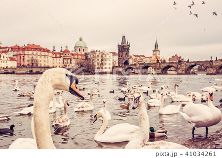 Swans in Vltava river and Charles bridge in Prague Swans in Vltava river and Charles bridge in Prague 41034261