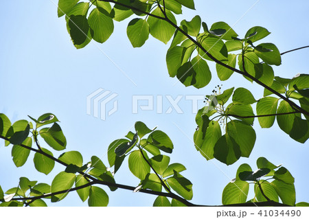 ミズキ（水木）　新緑 41034490