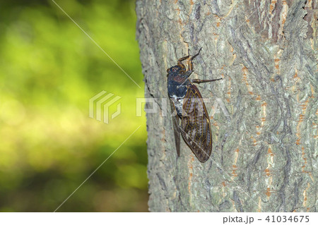 アブラゼミ 41034675