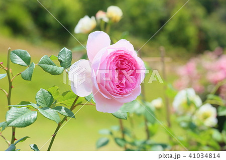 初夏のバラ　ピンクのバラの花 41034814