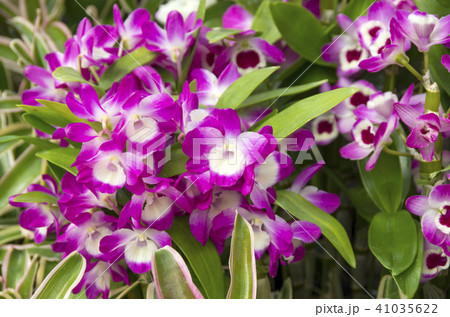 デンドロビューム デンドロビューム 41035622