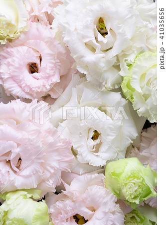 花いっぱい トルコキキョウ の写真素材
