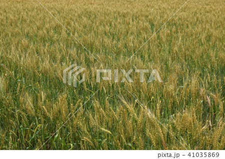 小麦畑 41035869