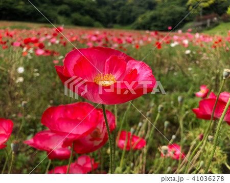 赤いポピーの花の写真素材