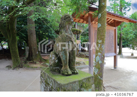 島根の松江八重垣神社の狛犬 41036767