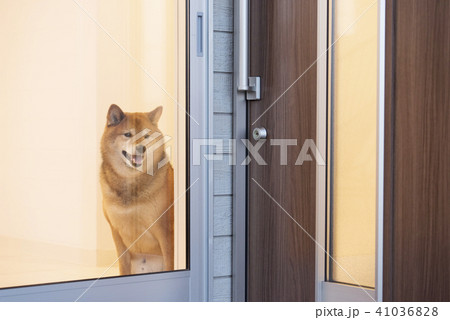 飼い主を待つかわいい柴犬 41036828