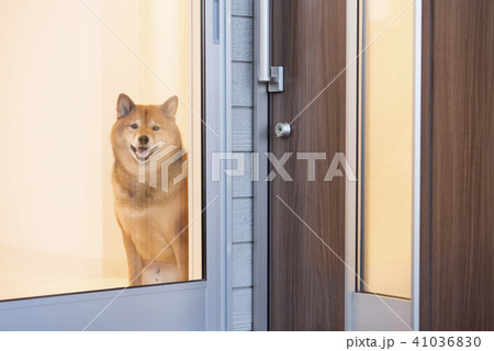 飼い主を待つかわいい柴犬 41036830