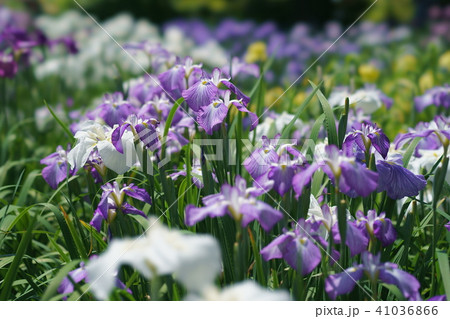 花菖蒲 花菖蒲 41036866