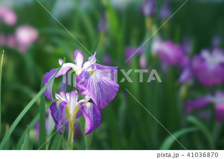 花菖蒲 花菖蒲 41036870