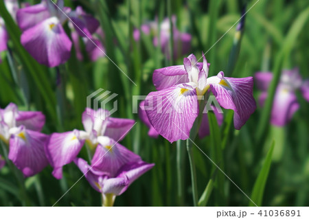 花菖蒲 41036891