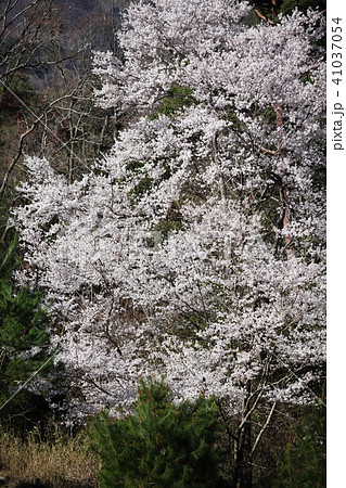 桜の森 41037054