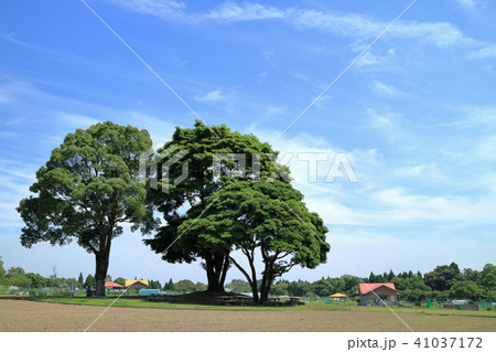 鹿児島市都市農業センター 大きな木と青空の写真素材