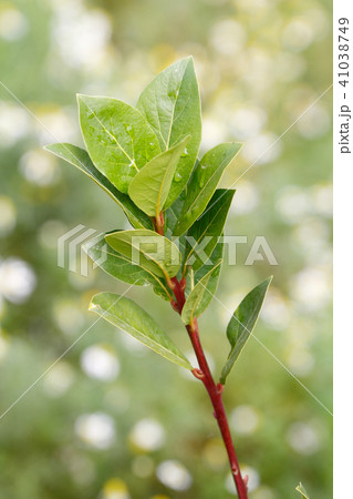 Fresh bay leaf Fresh bay leaf 41038749