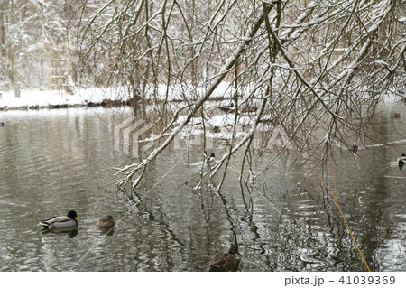 wild ducks on a snowy pond wild ducks on a snowy pond 41039369