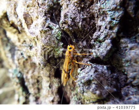 ヒメウマノオバチ 41039775