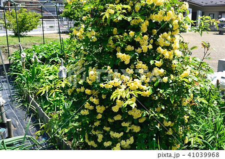 モッコウバラ モッコウバラ 41039968