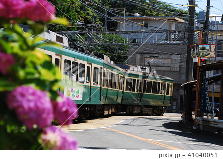 鎌倉　江ノ電　紫陽花 41040051