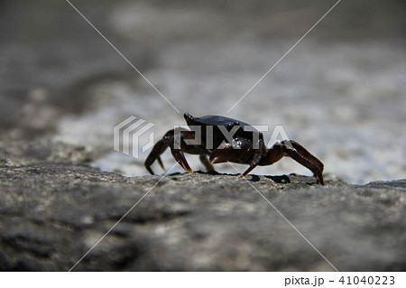 岩場のカニ 41040223
