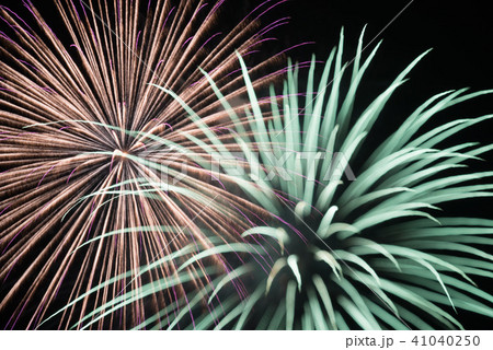 花火　菊 41040250