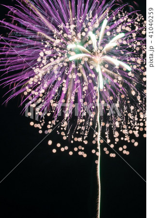 花火　菊 41040259