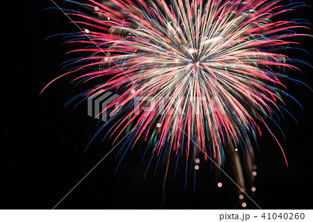 花火 牡丹と蜂の写真素材