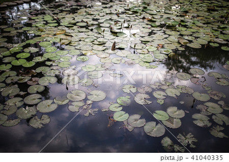 景色 風景 公園 41040335