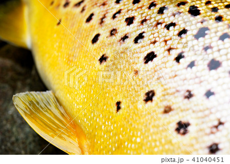 ブラウントラウト 41040451