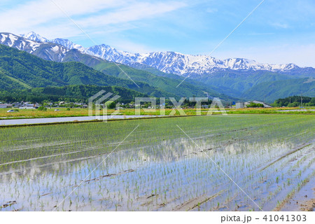 白馬 田園風景 白馬 田園風景 41041303