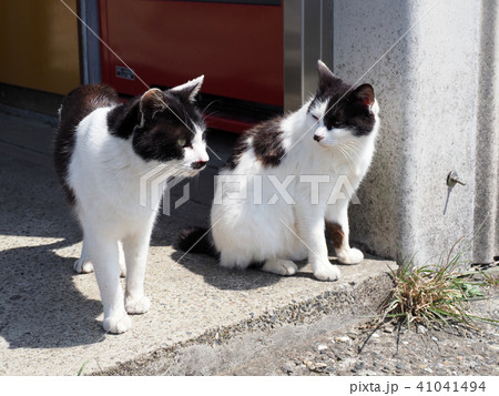 猫の兄弟の写真素材 [41041494] - PIXTA