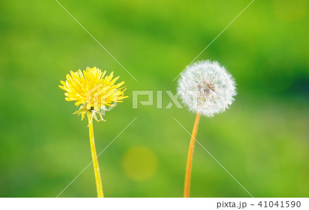 Two dandelion flowers on blurry green background. Two dandelion flowers on blurry green background. 41041590