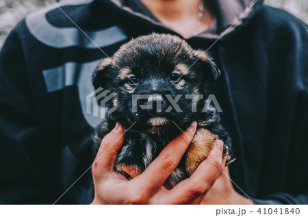 Dog In hands Dog In hands 41041840