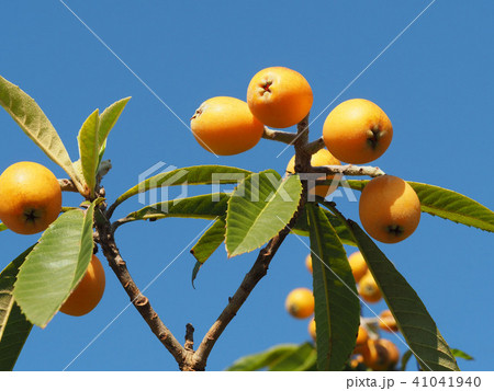 枇杷の実 41041940