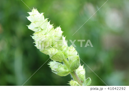 クラリーセージ クラリーセージ 41042292