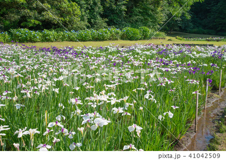 佐倉城址公園 佐倉城址公園 41042509