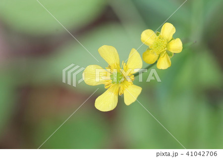 ウマノアシガタ ウマノアシガタ 41042706