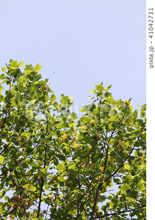 ユリノキの花 41042731