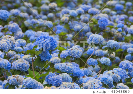 アジサイ アジサイ 41043869