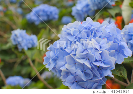 アジサイ アジサイ 41043914